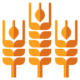 wheat-grain